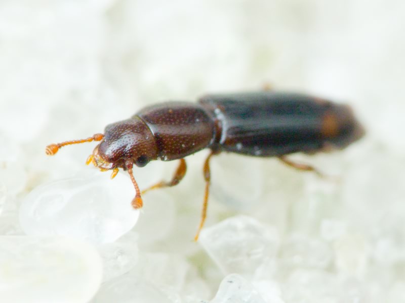 Rhizophagus bipustulatus (Fabricius, 1792)